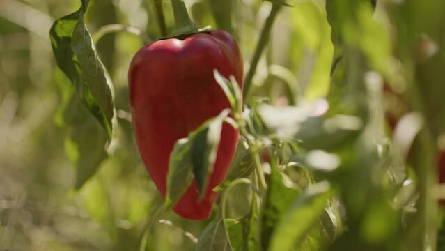 Sweet red paprika or capia pepper hanging on a plant in a vegetable garden or a farm. Closeup real time footage under the warm summer sun.