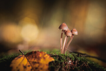 grzyby, Grzybówka krwista, grzyb © RobertM