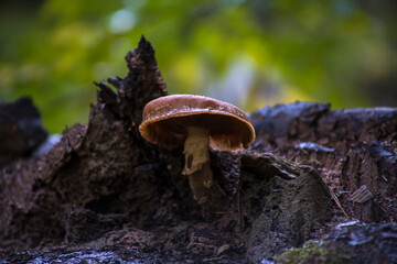 Poisonous mushroom in the forest