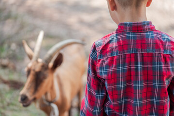 Children on rural farm field playing with farm goats. High quality photo