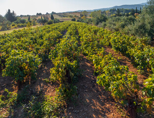 Fototapeta na wymiar Vineyards a country road on the Greek island of Evia in Greece