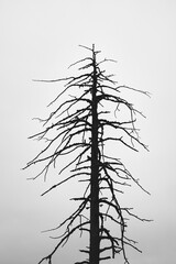 Dead tree by the Myrsjoen Lake of the Totenaasen Hills, Norway.