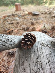Fallen pine tree with cone