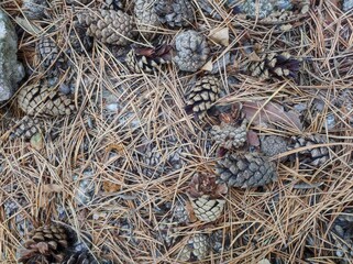 Autumn cones and needles on the ground, closeup