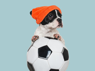 Lovable puppy and soccer ball. Isolated background. Closeup, indoors. Studio shot. Concept of care,...