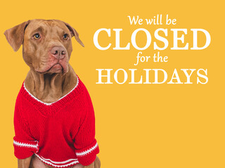 Signboard with the inscription We will be closed for the Holidays. Cute  dog and red knitted sweater. Closeup, indoors. Studio shot. Pets care concept