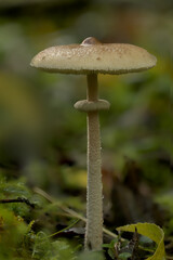 Slender parasol mushroom