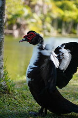 duck 