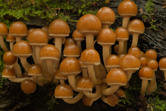 Brittlestem mushrooms