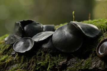 Bachelor's buttons black fungi