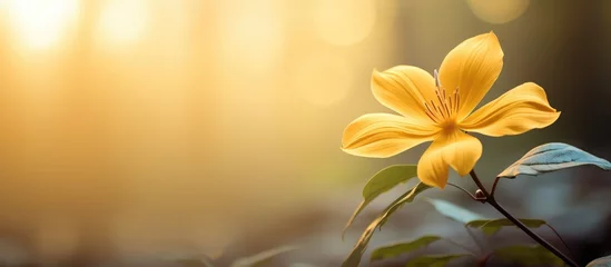 Zelfklevend Fotobehang Gorgeous yellow flower at sunrise in summer © AkuAku