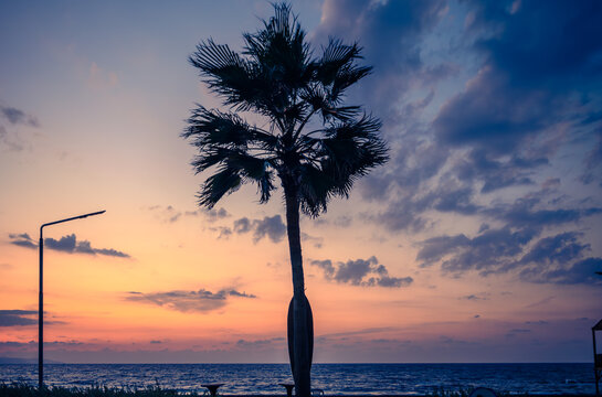 silhouette of a tropical palm tree against the background of a beautiful evening sky near the Mediterranean coast 1