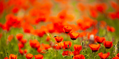 Spring, field of poppy flowers. The concept of the freshness of the morning nature. Spring landscape of red wildflowers. Beautiful landscape, pnorama long banner.