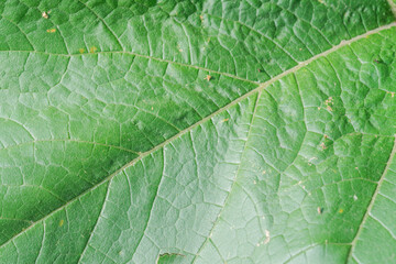 Extreme close up background texture of backlit green leaf veins. High quality photo