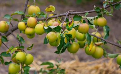 harvest of apples on the tree. Selective focus.