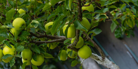 harvest of apples on the tree. Selective focus.