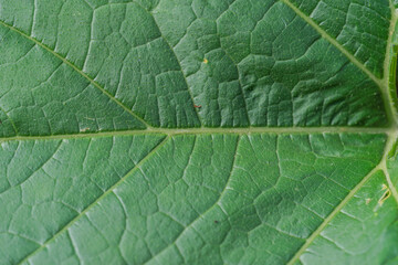 Extreme close up background texture of backlit green leaf veins. High quality photo