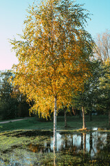 Autumn park during the golden hour with orange leaves