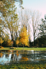 Autumn park during the golden hour with orange leaves