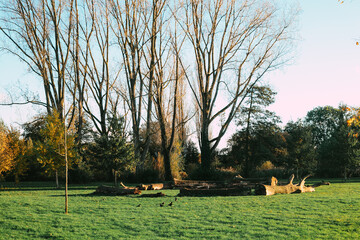 Autumn park during the golden hour with orange leaves