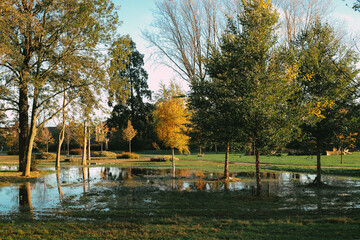 Autumn park during the golden hour with orange leaves