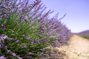 Beautiful lavender blooming field at summer sunset, close-up