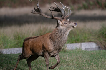 Large red deer stag