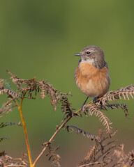 Female stonechat perched on bracken in Bushy Park
