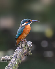 Beautiful female kingfisher sitting on her perch in Bushy Park