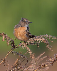 Female stonechat perched on bracken in Bushy Park