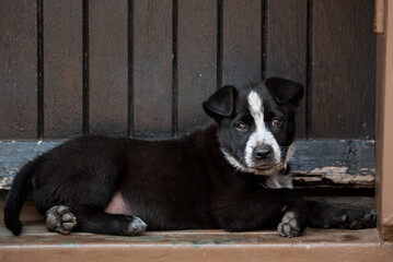 Cattle dog puppy in front of an old barn