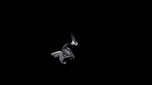 bird flight on a dark background, pigeon, 3d render, cyclic animation