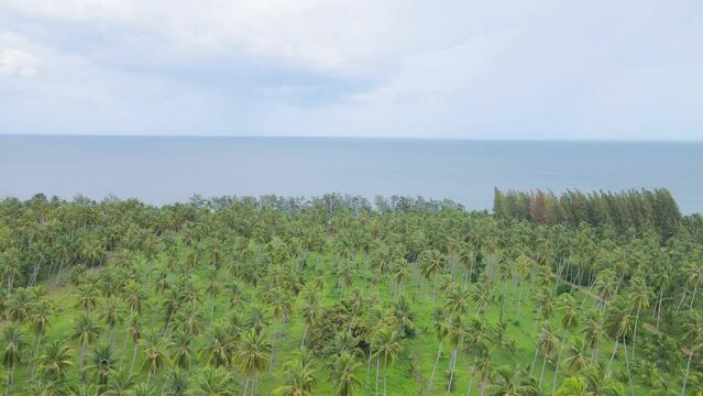Aerial view from drone coconut palm trees and turquoise.