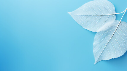 White skeletonized leaf on light blue background