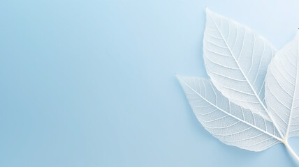 Fototapeta na wymiar White skeletonized leaf on light blue background