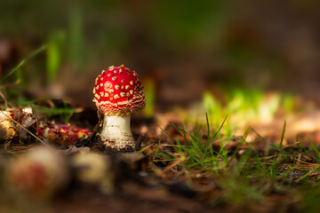 Amanita muscaria