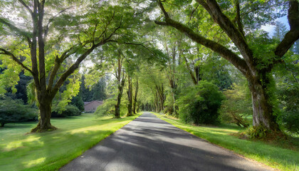 Fototapeta na wymiar A Beautiful Road Through Lush Greenery