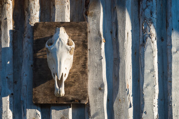 an old moose skull elk on a wooden wall. natural light.