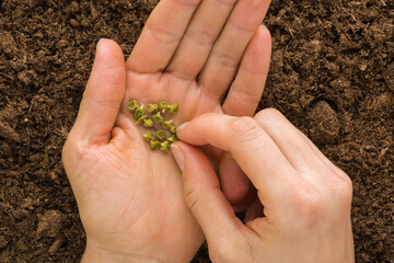 Young adult woman fingers taking dry green pea seeds from palm for planting in fresh dark brown soil. Closeup. Preparation for garden season. Point of view shot. Top down view.