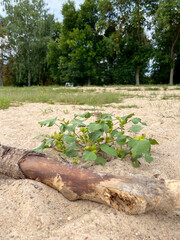 plants grow and bloom abundantly on the river