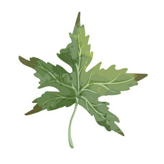 Colorful autumn leaf. Vector graphics.