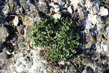 A plant growing in the ground