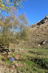 A group of trees in a rocky area