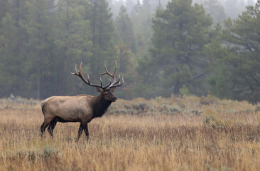 Naklejka na ściany i meble Buil Elk in the Rut in Wyoming in Autumn