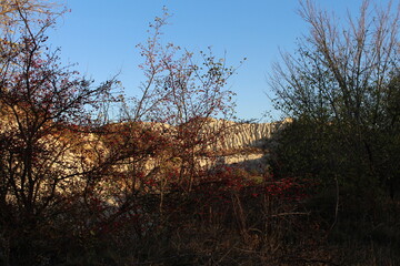 A group of trees with a hill in the background