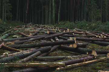 Cut down pine trees. Landscape of cut down trees in the forest