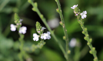 The medicinal plant Verbena officinalis grows in nature
