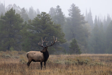 Buil Elk in the Rut in Wyoming in Autumn