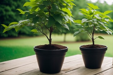 Investment income and growth are represented by a flourishing green tree planted in a pot. AI Generated