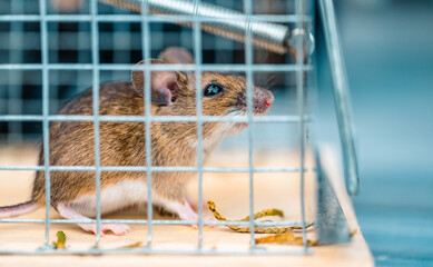 House Mouse Inside the Metal Made Cage